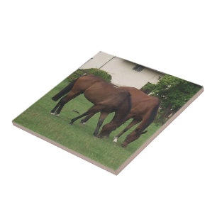 Pferdefotografie Fliese