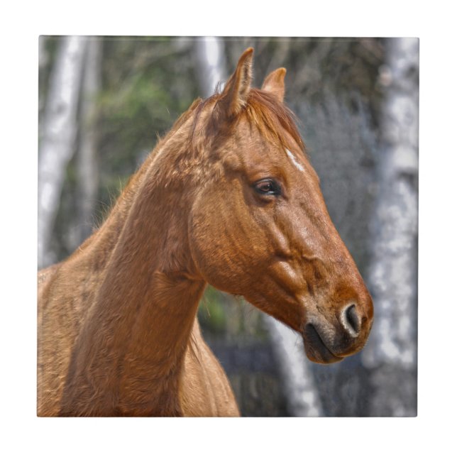 Pferdefreund-Design Fliese (Vorderseite)