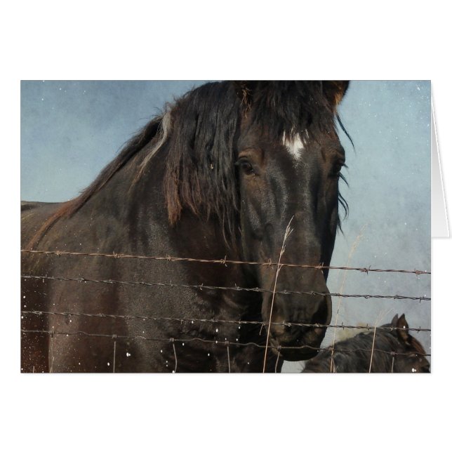 Pferdefüge auf Weiden (Vorderseite (Horizontal))