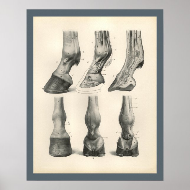 Pferdefuß-Hoof tierärztliche Anatomie Print Poster (Vorne)