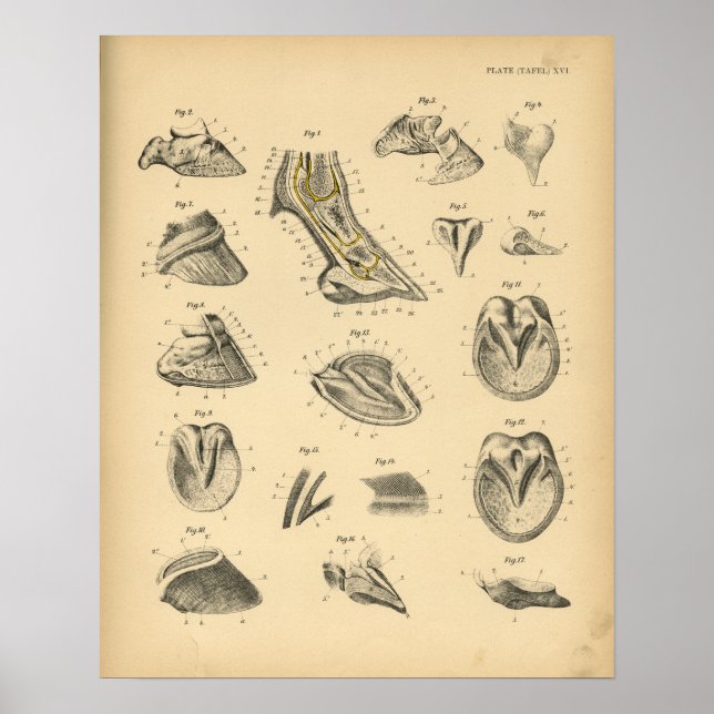 Pferdefuß Huf Anatomie 1908 Vintage Druck Poster (Vorne)