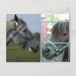 Pferdegalerie Postkarte