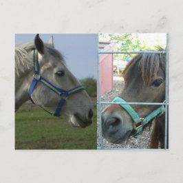 Pferdegalerie Postkarte