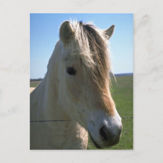 Pferdegesicht Postkarte