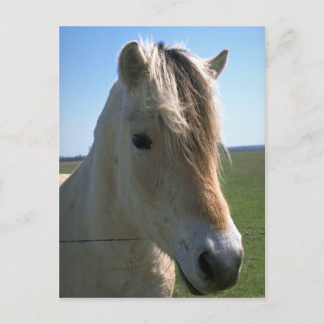 Pferdegesicht Postkarte (Vorderseite)