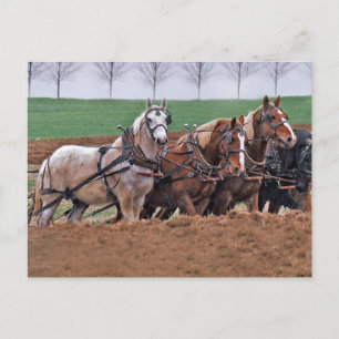 Pferdegruppe(2)-Postkarte Postkarte
