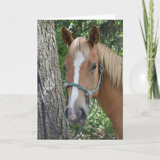 Pferdegruß-Karte Karte (Vorderseite)