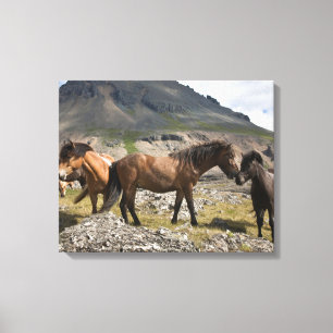 Pferdeherde bei Höfn, Island Leinwanddruck