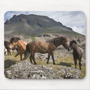 Pferdeherde bei Hofn, Island Mousepad