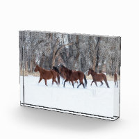 Pferdeherde, die in Winterschnee laufen