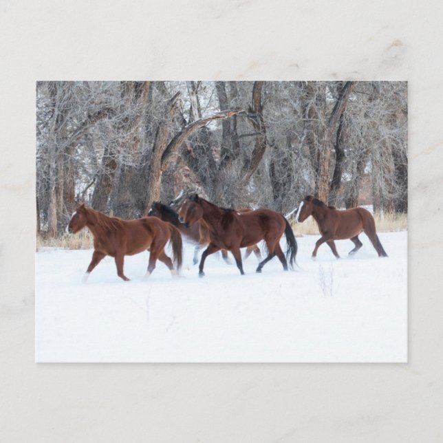 Pferdeherde, die in Winterschnee laufen Postkarte (Vorderseite)
