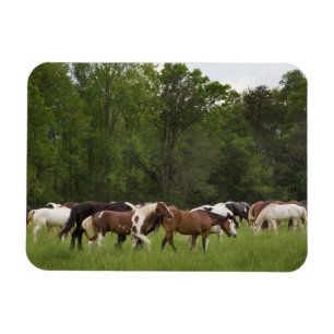 Pferdeherde, Tennessee Magnet