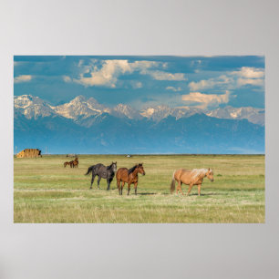 Pferdehöre in Hayfield Poster