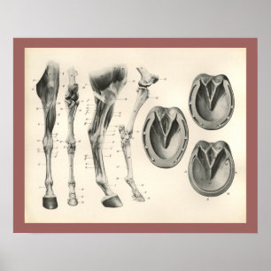 Pferdehuf-Bein-Knochen-Muskel-Anatomie-Druck Poster