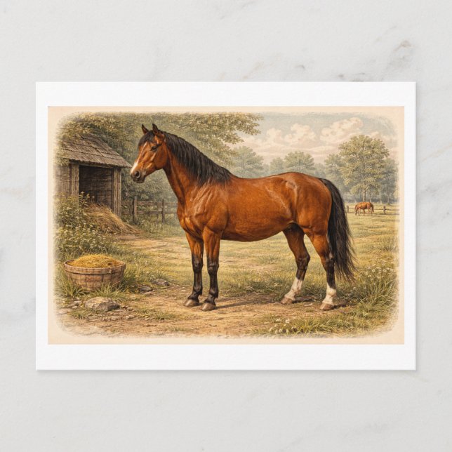 Pferdeillustration im Vintage-Stil Postkarte (Vorderseite)