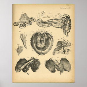 Pferdeinterne Organ-Anatomie 1908 Vintager Druck Poster