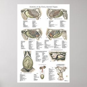Pferdeinternes Anatomie-Plakat-Diagramm Poster