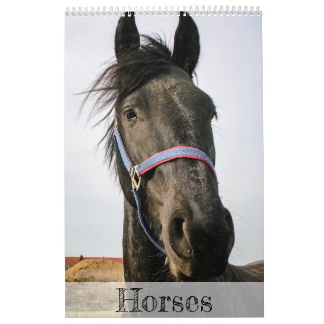 Pferdekalender... Kalender (Titelbild)