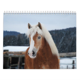 Pferdekalender Kalender