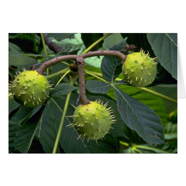 PferdeKastanienbaumfrucht (Aesculus hippocastarum) (Vorderseite (Horizontal))
