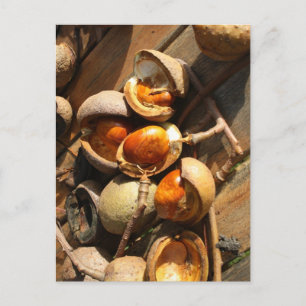 Pferdekastanienpostkarte Postkarte