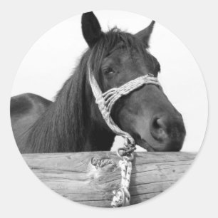 Pferdekleber Runder Aufkleber