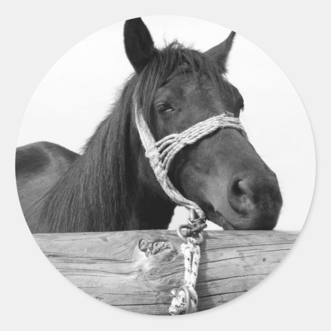Pferdekleber Runder Aufkleber (Vorderseite)