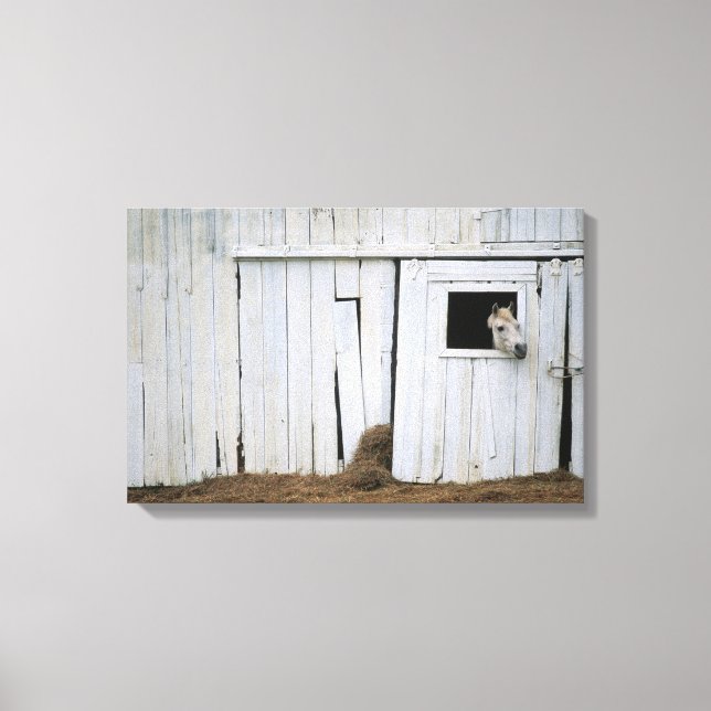 Pferdeklemme Kopf aus Barn Fenster Leinwanddruck (Vorderseite)