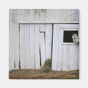 Pferdeklemme Kopf aus Barn Fenster Magnet