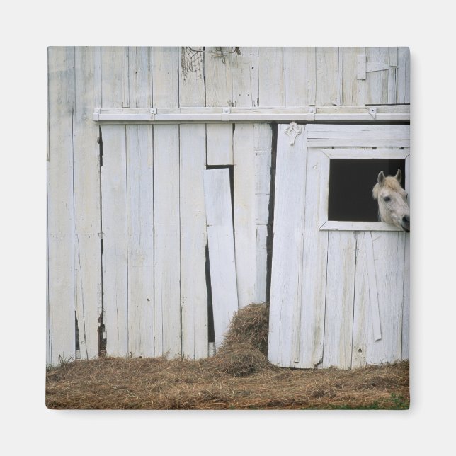 Pferdeklemme Kopf aus Barn Fenster Magnet (Vorne)