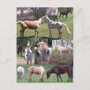 Pferdekollage Postkarte