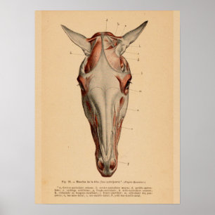 Pferdekopf-Muskelanatomie Französisches Vintage-Pr Poster