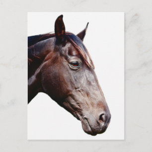 Pferdekopf. Postkarte