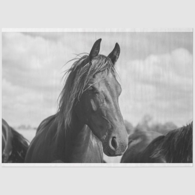 Pferdekopfpapier Seidenpapier (Vorderseite)