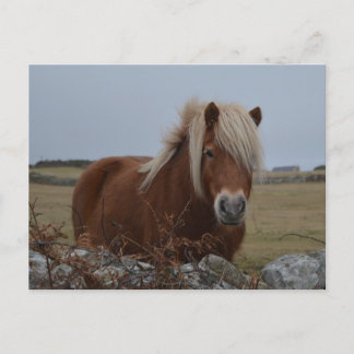 Pferdekunst Drucken Postkarte