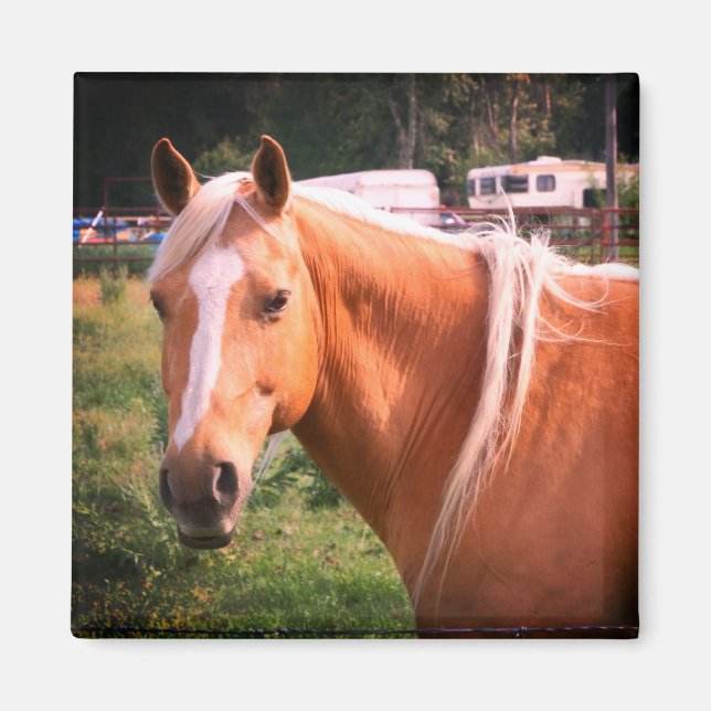 Pferdemagnet Magnet (Vorne)