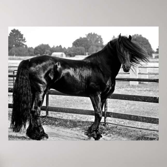 Pferdemodellierung Poster (Vorne)