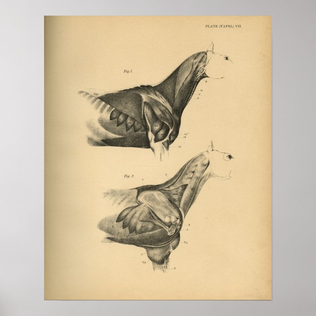 Pferdemuskelanatomie 1908 Vintag drucken Poster (Vorne)