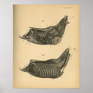 Pferdemuskelanatomie 1908 Vintag drucken Poster
