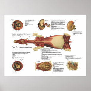 Pferdemuskeln Viscera Anatomie Poster Chart