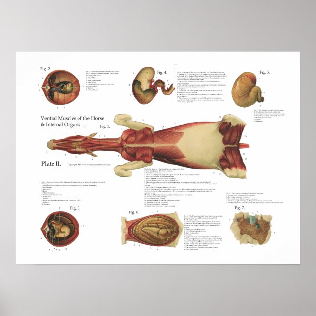 Pferdemuskeln Viscera Anatomie Poster Chart (Vorne)