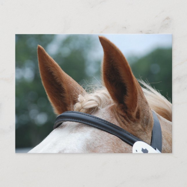 Pferdeohren Postkarte (Vorderseite)