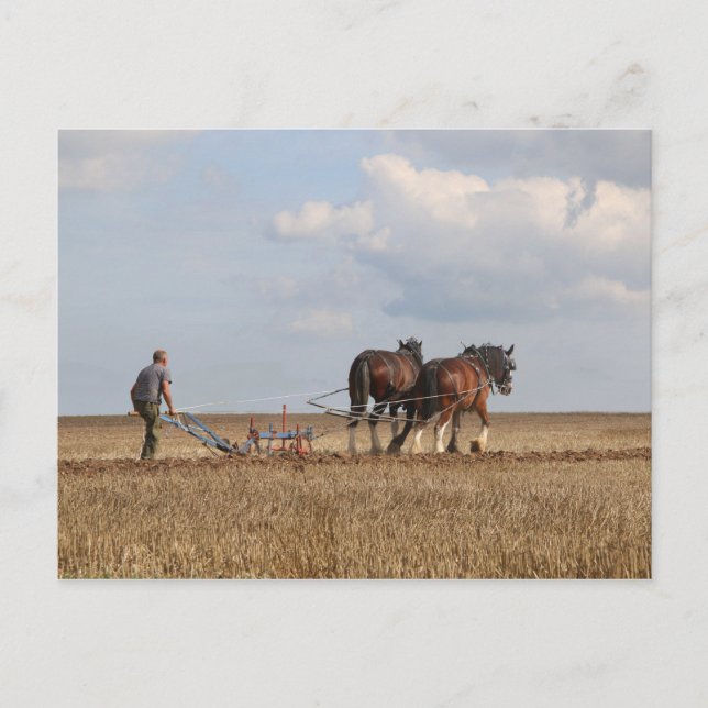 Pferdepflügen: Great Dorset Steam Fair Postkarte (Vorderseite)