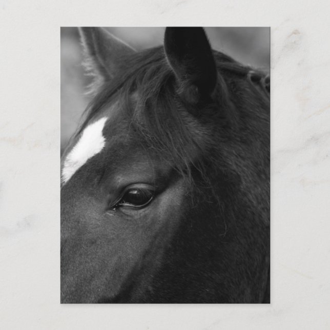 Pferdepknm Postkarte (Vorderseite)