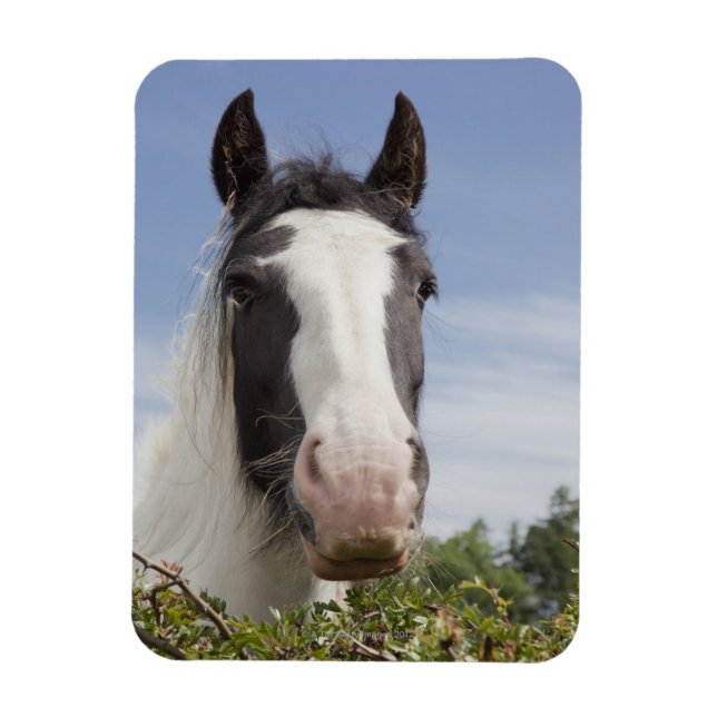 Pferdeportrait Clydesdale Magnet (Vertikal)