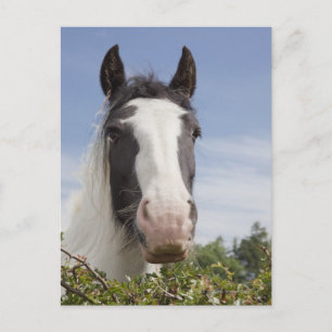 Pferdeportrait Clydesdale Postkarte