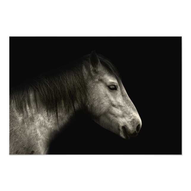 Pferdeportrait Fotodruck (Vorne)