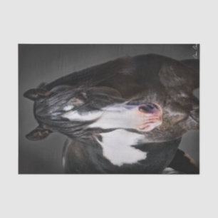 Pferdeportrait II Seidenpapier