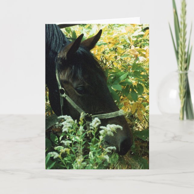 Pferdeportrait Karte (Vorderseite)