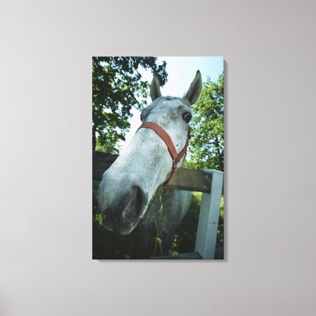 Pferdeportrait Leinwanddruck (Vorderseite)